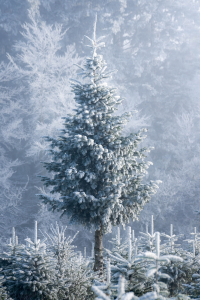Weihnachtsbaum aus der Region vom Holzerhof in Ismaning bei München